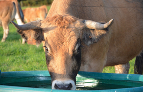 portable stock water tanks